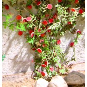 Ziterdes: Rambler roses (6pcs.)
