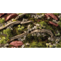 Gamers Grass - Fleurs 20