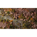 Gamers Grass - Petite Fleurs 11