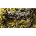 Gamers Grass - Shrubs 17