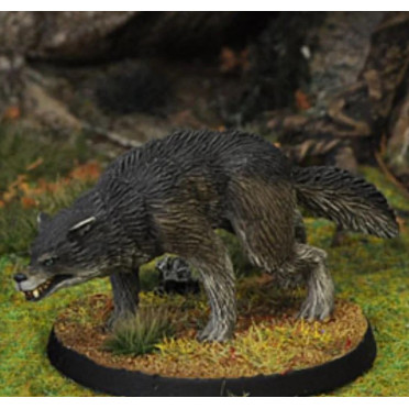 7TV - Dire Wolf B